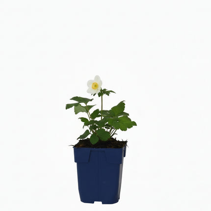Anemone hybrida ‘Whirlwind’ in p9 pot met frisgroen, diep ingesneden blad en jonge scheuten.