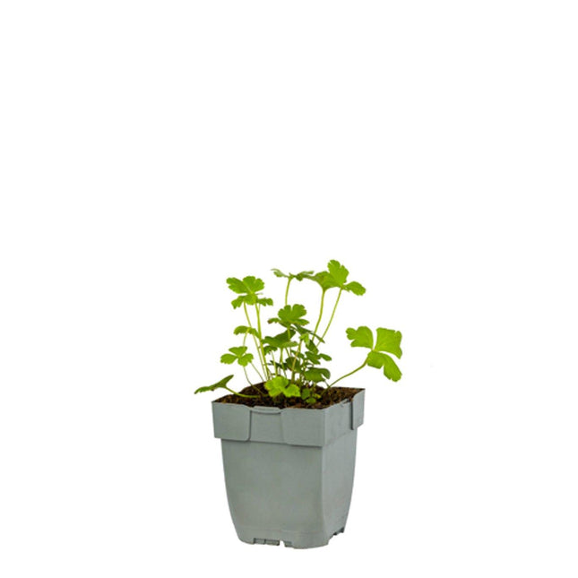 Anemone leveillei in p9 pot met frisgroen, diep ingesneden blad en jonge groei.