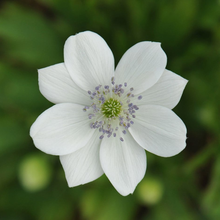 Afbeelding in Gallery-weergave laden, Anemone leveillei - Anemoon
