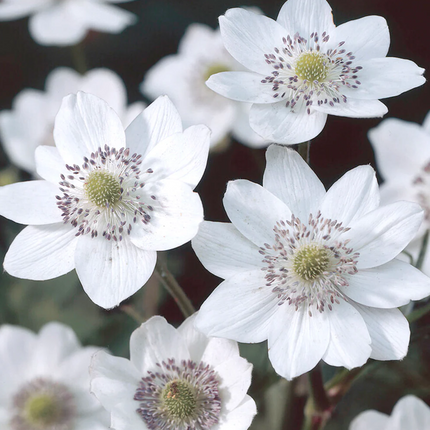 Anemone leveillei - Anemoon