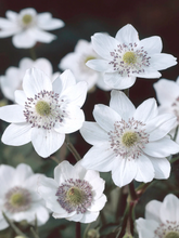 Afbeelding in Gallery-weergave laden, Anemone leveillei - Anemoon

