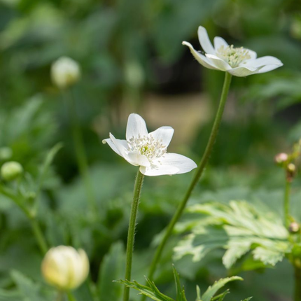 Anemone leveillei - Anemoon
