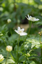 Afbeelding in Gallery-weergave laden, Anemone leveillei - Anemoon
