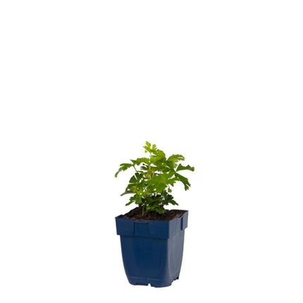 Anemone sylvestris in p9 pot met frisgroen, diep ingesneden blad en lage groei.