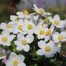 Afbeelding in Gallery-weergave laden, Anemone sylvestris - Bosanemoon
