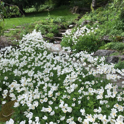 Anemone sylvestris - Bosanemoon