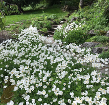 Afbeelding in Gallery-weergave laden, Anemone sylvestris - Bosanemoon

