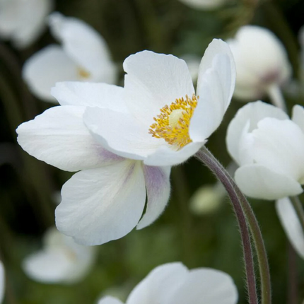 Anemone sylvestris - Bosanemoon