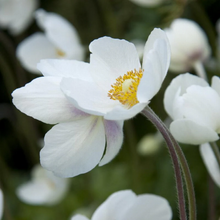 Afbeelding in Gallery-weergave laden, Anemone sylvestris - Bosanemoon
