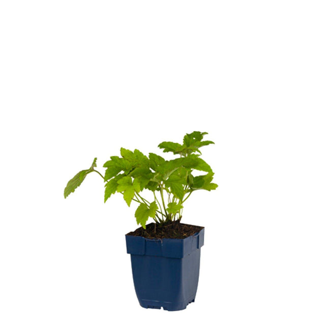 Anemone tomentosa ‘Robustissima’ in p9 pot met frisgroen, diep ingesneden blad en jonge scheuten.