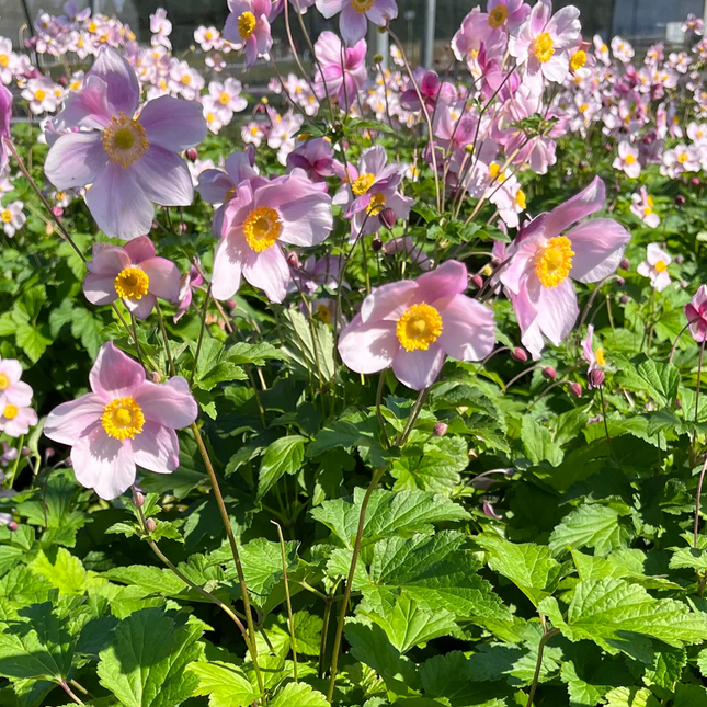 Anemone tomentosa 'Robustissima' - Herfstanemoon