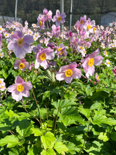 Afbeelding in Gallery-weergave laden, Anemone tomentosa &#39;Robustissima&#39; - Herfstanemoon
