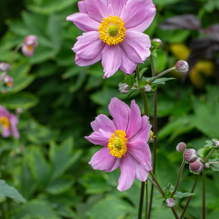 Anemone tomentosa 'Robustissima' - Herfstanemoon