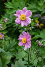 Afbeelding in Gallery-weergave laden, Anemone tomentosa &#39;Robustissima&#39; - Herfstanemoon
