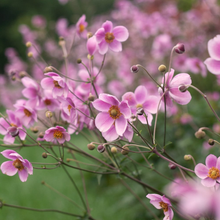 Afbeelding in Gallery-weergave laden, Anemone tomentosa &#39;Robustissima&#39; - Herfstanemoon
