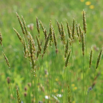 Anthoxanthum odoratum – Gewoon reukgras P9 Pot