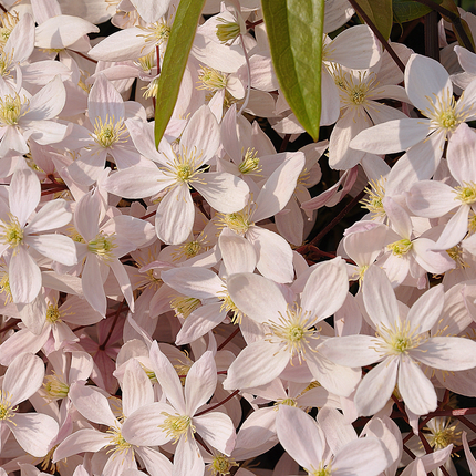 Clematis Armandii 'Apple Blossom' - Wit/roze bosrank