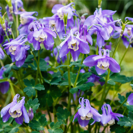 Aquilegiamix - Rood/Blauw - Pakket voor 1 vierkantemeter