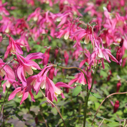 Aquilegiamix - Rood/Blauw - Pakket voor 1 vierkantemeter