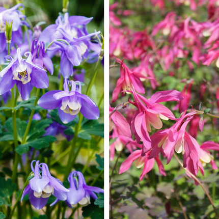 Aquilegiamix - Rood/Blauw - Pakket voor 1 vierkantemeter