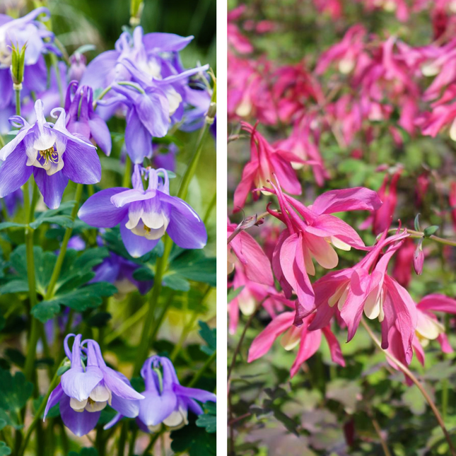 Aquilegiamix - Rood/Blauw - Pakket voor 1 vierkantemeter