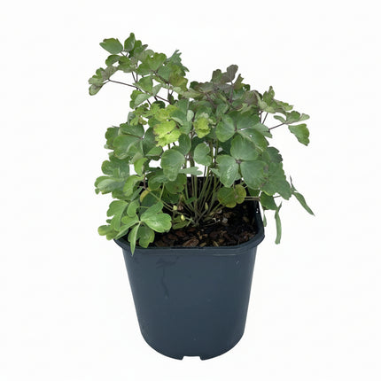 Aquilegia vulgaris Wilde Akelei C2 pot