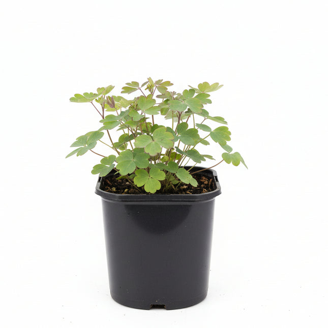 Aquilegia vulgaris — Wilde akelei P9 pot met witte achtergrond