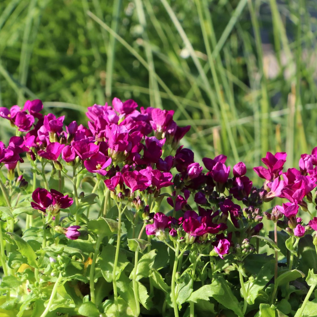 Arabis caucasica 'Little Treasure Deep Rose' - Randjesbloem