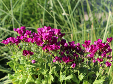 Afbeelding in Gallery-weergave laden, Arabis caucasica &#39;Little Treasure Deep Rose&#39; - Randjesbloem
