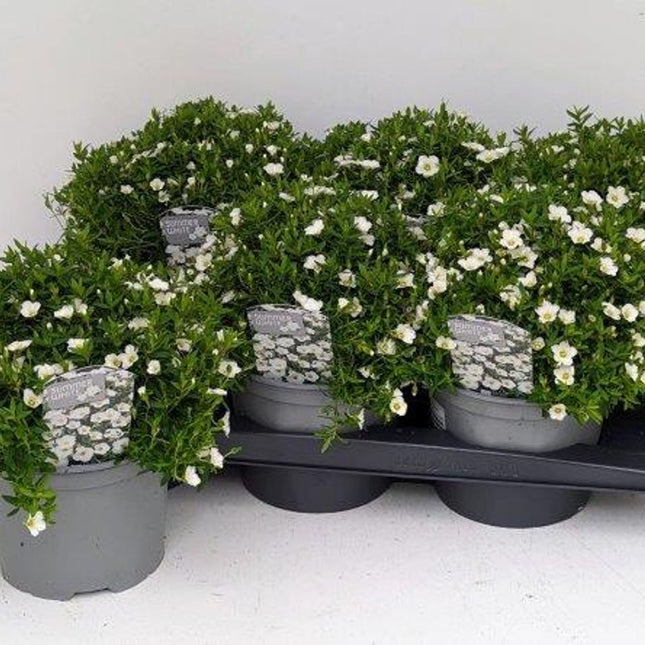 Meerdere Arenaria montana 'Summer White Compact' planten in een tray, compacte groene planten met witte bloemetjes klaar voor verkoop of aanplant.