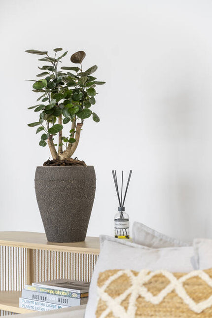 Pottery Pots - Ares - M - Umber Brown