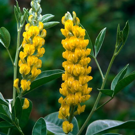 Argyrocytisus battandieri - Boombrem