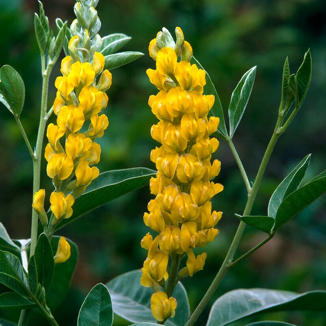 Argyrocytisus battandieri - Boombrem