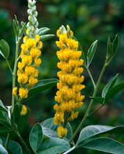 Afbeelding in Gallery-weergave laden, Argyrocytisus battandieri - Boombrem

