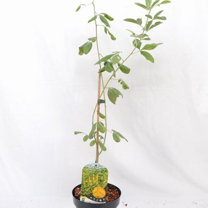 Argyrocytisus battandieri - Boombrem