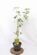 Afbeelding in Gallery-weergave laden, Argyrocytisus battandieri - Boombrem
