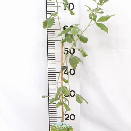 Argyrocytisus battandieri - Boombrem