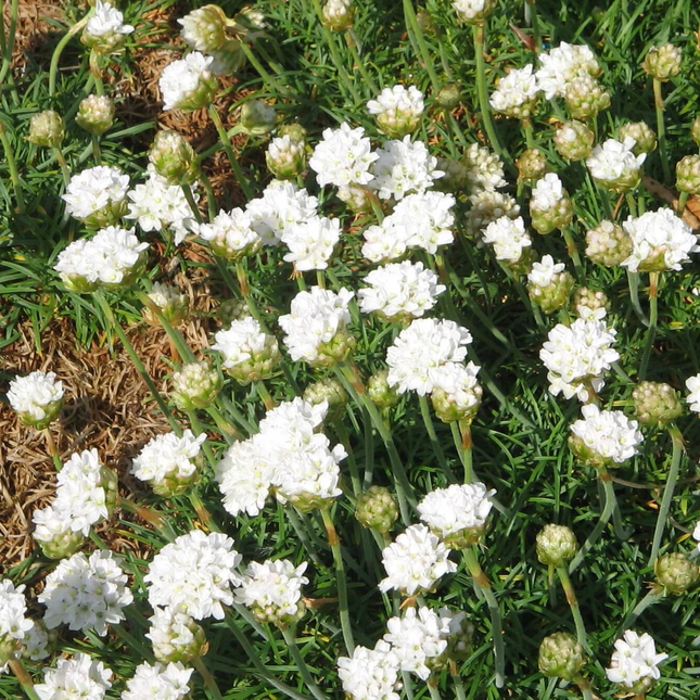 Armeria maritima 'Alba' - Wit Engels gras