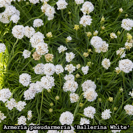 Wit Engels gras in bloei - Armeria pseudarmeria 'Ballerina White'