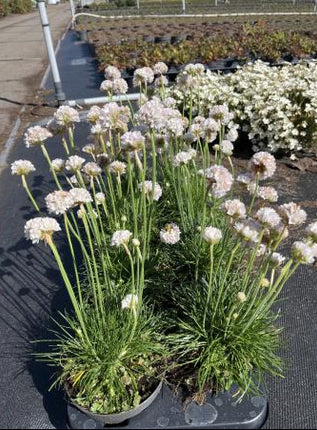 armeria maritima visueel op de kwekerij 05-06-2026