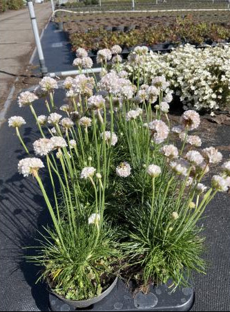 armeria maritima visueel op de kwekerij 05-06-2026