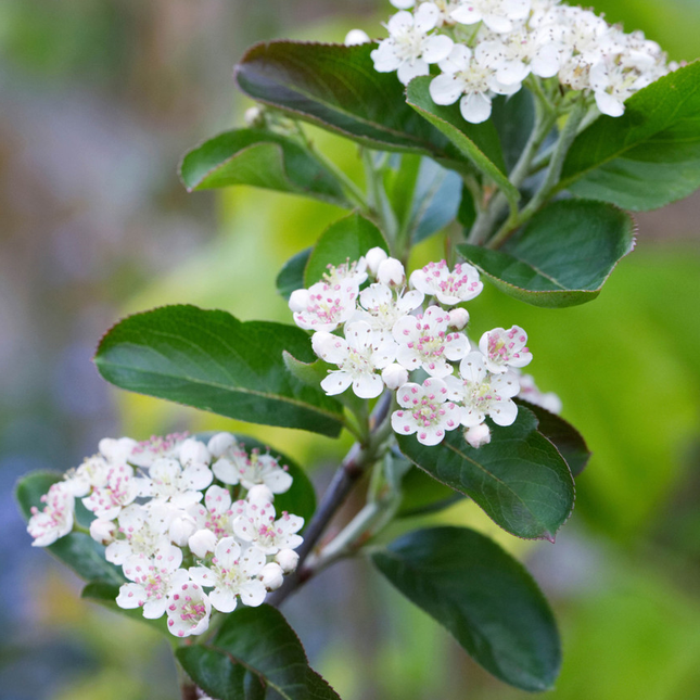 Aronia melanocarpa - Zwarte Appelbes witte bloesem