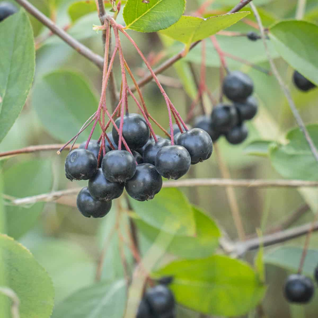 Aronia melanocarpa - Zwarte Appelbessen dichtbij tros