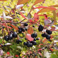Afbeelding in Gallery-weergave laden, Aronia melanocarpa &#39;Hugin&#39; - Zwarte bes
