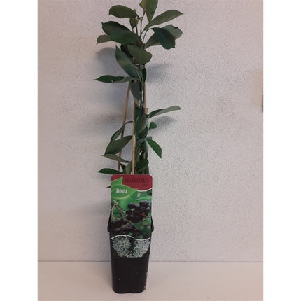 Aronia melanocarpa 'Hugin' - Zwarte bes
