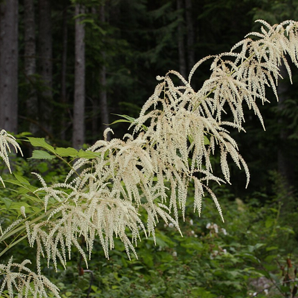Aruncus dioicus - Geitenbaard