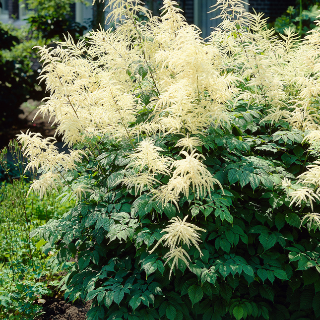 Aruncus dioicus - Geitenbaard