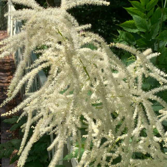 Aruncus dioicus - Geitenbaard