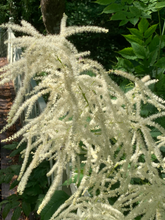 Afbeelding in Gallery-weergave laden, Aruncus dioicus - Geitenbaard
