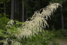 Afbeelding in Gallery-weergave laden, Aruncus dioicus - Geitenbaard
